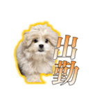 【ペキプーちゃい】語彙録vol.2（個別スタンプ：5）