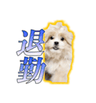 【ペキプーちゃい】語彙録vol.2（個別スタンプ：6）