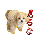 【ペキプーちゃい】語彙録vol.2（個別スタンプ：7）
