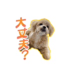 【ペキプーちゃい】語彙録vol.2（個別スタンプ：8）