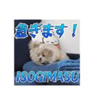 【ペキプーちゃい】語彙録vol.2（個別スタンプ：9）