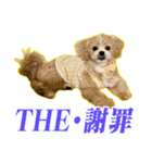 【ペキプーちゃい】語彙録vol.2（個別スタンプ：10）