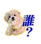 【ペキプーちゃい】語彙録vol.2（個別スタンプ：12）