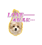 【ペキプーちゃい】語彙録vol.2（個別スタンプ：13）