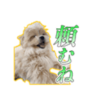 【ペキプーちゃい】語彙録vol.2（個別スタンプ：14）