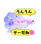 うちのベタちゃんLINEスタンプ②（個別スタンプ：22）