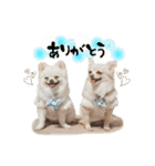 もふもふポメチワ（個別スタンプ：1）