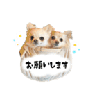 もふもふポメチワ（個別スタンプ：2）