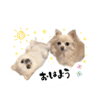もふもふポメチワ（個別スタンプ：3）