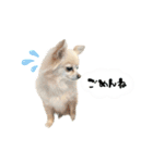 もふもふポメチワ（個別スタンプ：5）