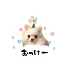 もふもふポメチワ（個別スタンプ：6）