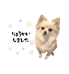 もふもふポメチワ（個別スタンプ：8）