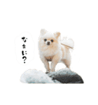 もふもふポメチワ（個別スタンプ：10）