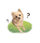 もふもふポメチワ（個別スタンプ：11）