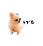 もふもふポメチワ（個別スタンプ：12）