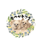 もふもふポメチワ（個別スタンプ：13）