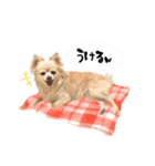 もふもふポメチワ（個別スタンプ：15）