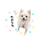 もふもふポメチワ（個別スタンプ：20）