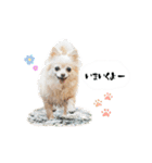 もふもふポメチワ（個別スタンプ：21）