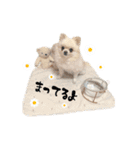 もふもふポメチワ（個別スタンプ：22）