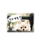 もふもふポメチワ（個別スタンプ：23）