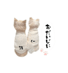 もふもふポメチワ（個別スタンプ：24）