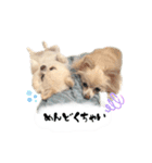 もふもふポメチワ（個別スタンプ：25）