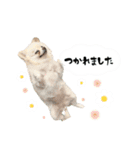 もふもふポメチワ（個別スタンプ：26）