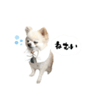 もふもふポメチワ（個別スタンプ：27）