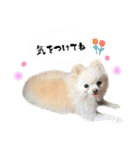 もふもふポメチワ（個別スタンプ：29）