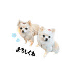 もふもふポメチワ（個別スタンプ：30）