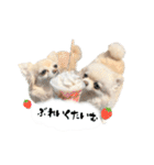 もふもふポメチワ（個別スタンプ：31）