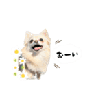 もふもふポメチワ（個別スタンプ：32）
