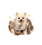 もふもふポメチワ（個別スタンプ：36）