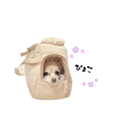 もふもふポメチワ（個別スタンプ：37）