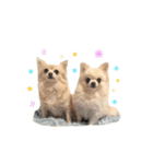 もふもふポメチワ（個別スタンプ：38）