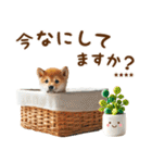 名前を入れて☆しば犬の今○○してます！（個別スタンプ：1）