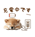 名前を入れて☆しば犬の今○○してます！（個別スタンプ：39）