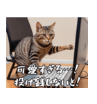 <超使える>猫ミームと宇宙猫セット（個別スタンプ：7）