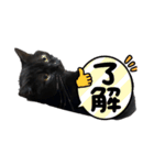次男ネロ（個別スタンプ：2）