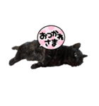 次男ネロ（個別スタンプ：3）