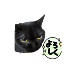 次男ネロ（個別スタンプ：8）