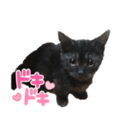 次男ネロ（個別スタンプ：10）