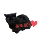 次男ネロ（個別スタンプ：16）