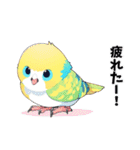 可愛いすぎる！セキセイインコだらけ（個別スタンプ：3）