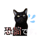 我が家の黒猫の福ちゃん❪ 返し言葉❫（個別スタンプ：1）