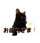 我が家の黒猫の福ちゃん❪ 返し言葉❫（個別スタンプ：2）