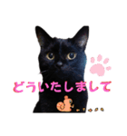 我が家の黒猫の福ちゃん❪ 返し言葉❫（個別スタンプ：3）