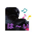 我が家の黒猫の福ちゃん❪ 返し言葉❫（個別スタンプ：6）