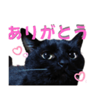 我が家の黒猫の福ちゃん❪ 返し言葉❫（個別スタンプ：13）